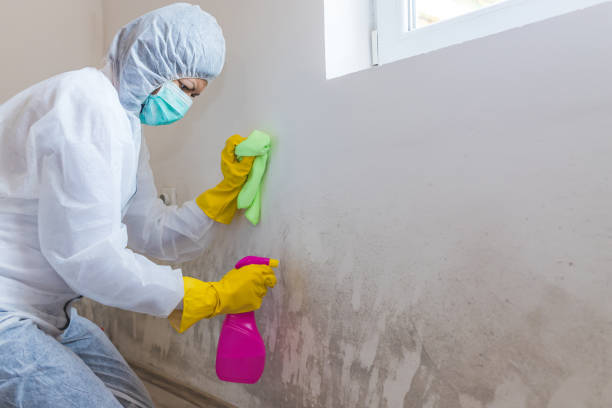 Professional Mold Removal in Branson, MO