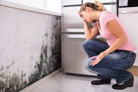 Why You Should Choose Our Mold Remediation Services in Branson, MO